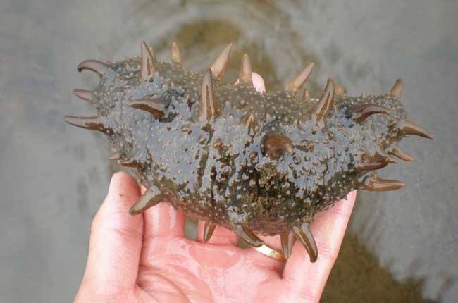 海參養殖催肥