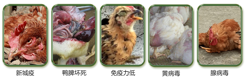 禽類養(yǎng)殖中常見的問題
