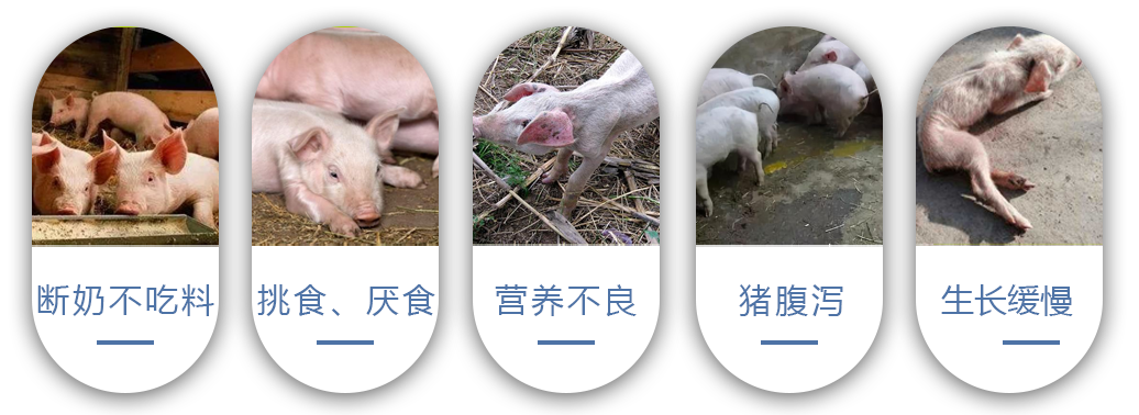 養(yǎng)殖中常見的問題
