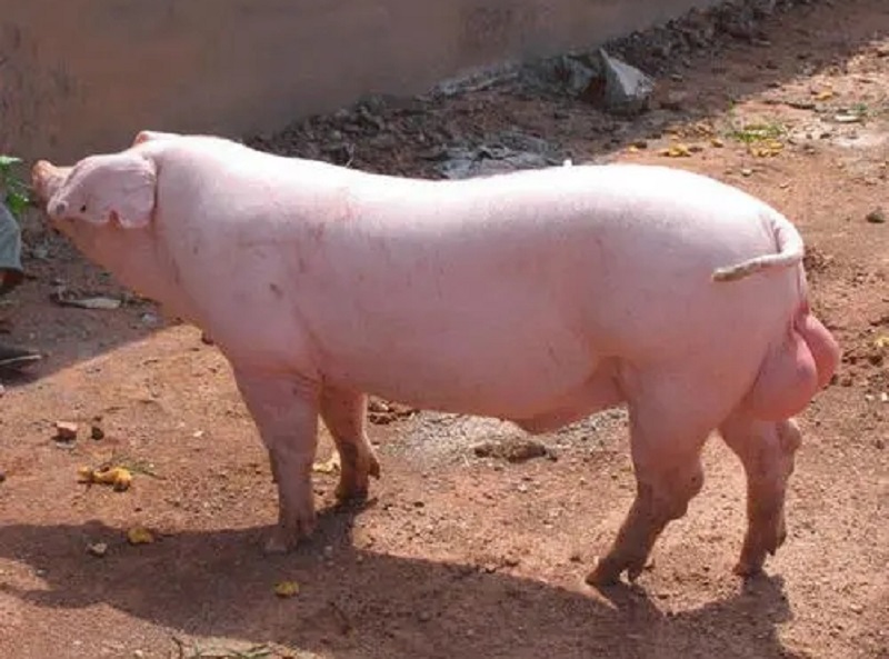 種公的豬飼養管理