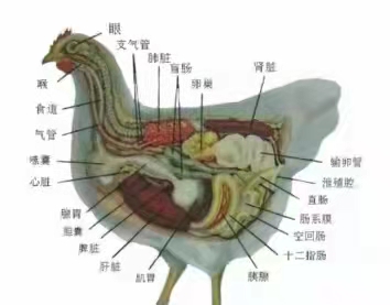 雞外觀上會有什么樣的癥狀？