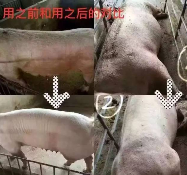 豬場驅蟲方法
