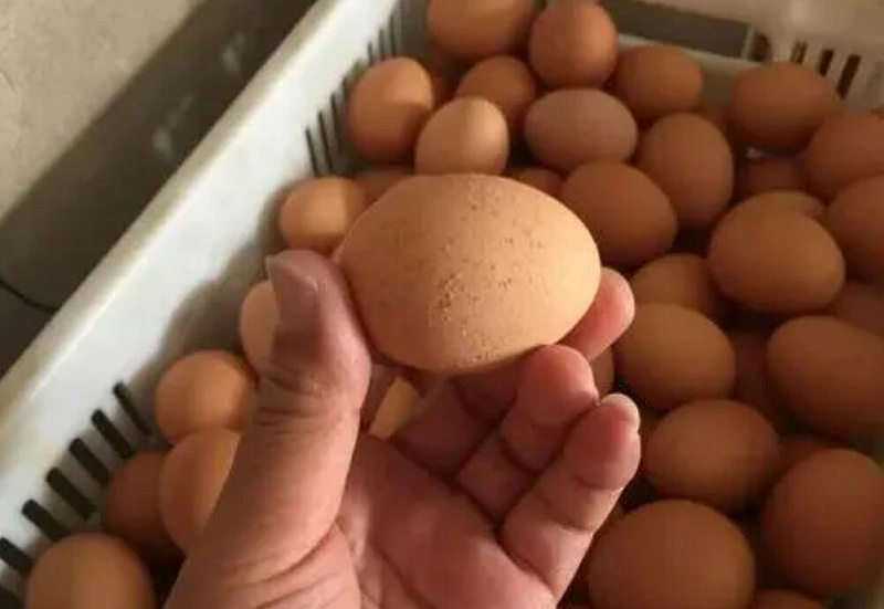 蛋殼質量差解決方案
