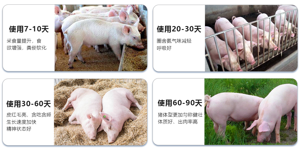 每天投喂一點(diǎn)點(diǎn) 膘肥體壯身體棒