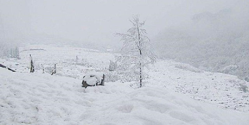 大雪天氣，養(yǎng)殖戶該儲備飼料添加劑啦