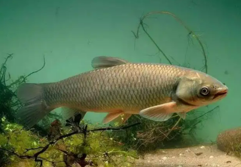 草魚 (2)