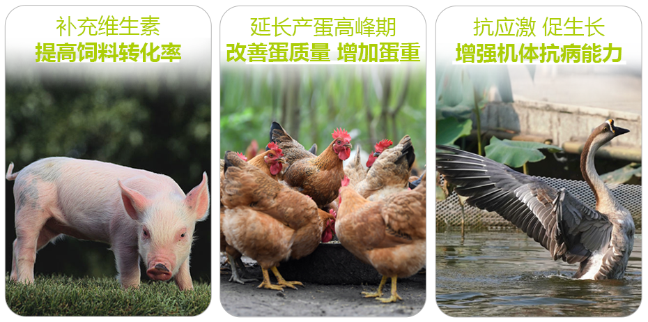 維美健的功效