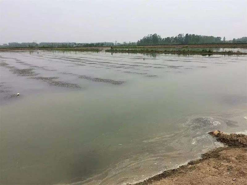 小龍蝦養殖