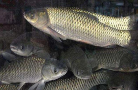 草魚 (2)