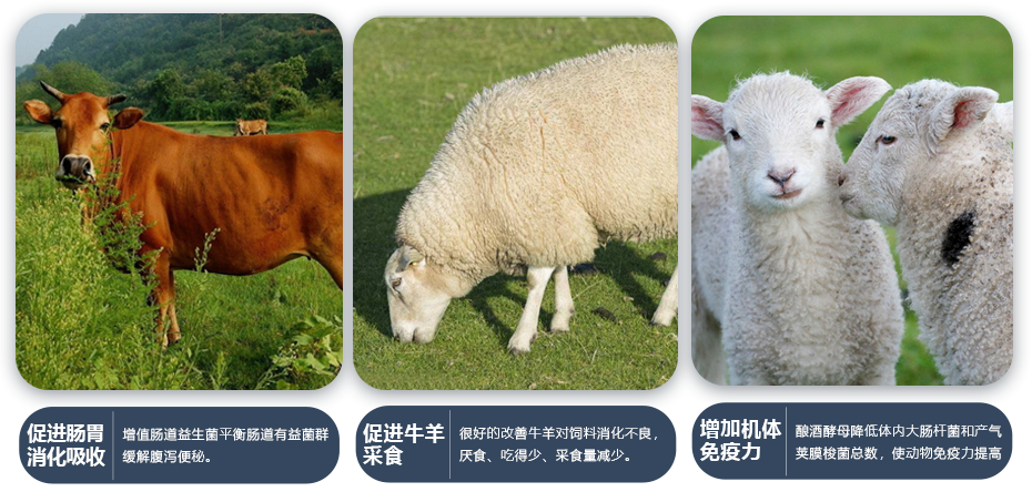 牛羊胃動力產(chǎn)品功效