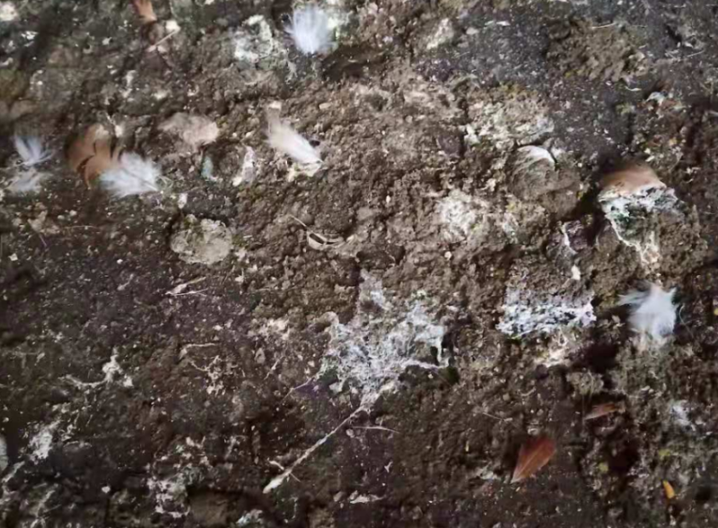 雞群拉稀