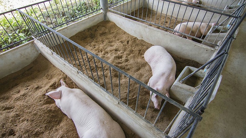 豬場生物安全體系管理