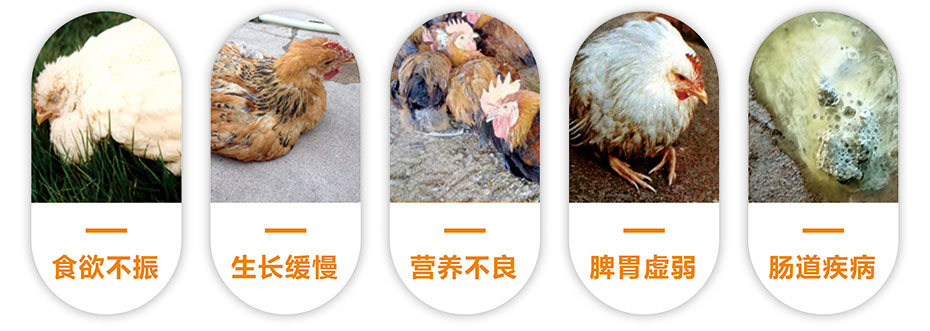 肉禽養殖中常見的問題
