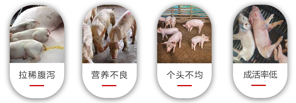 產房仔豬常見問題