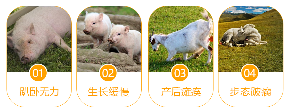 豬牛羊缺鈣