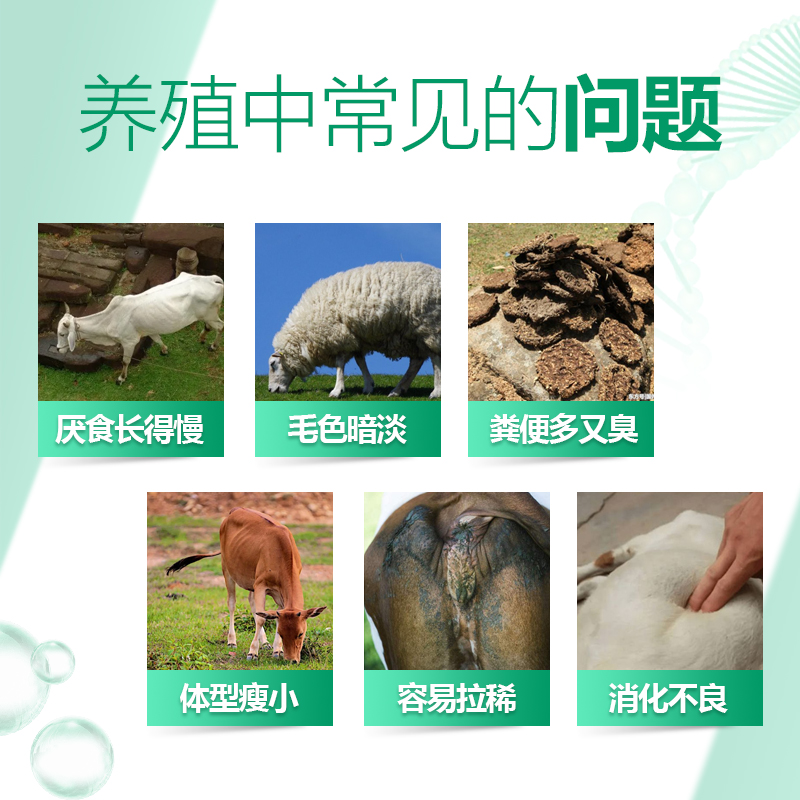 開胃促消化-牛羊胃動力