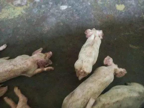 豬密旋體病