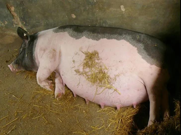 母豬保健飼料添加劑