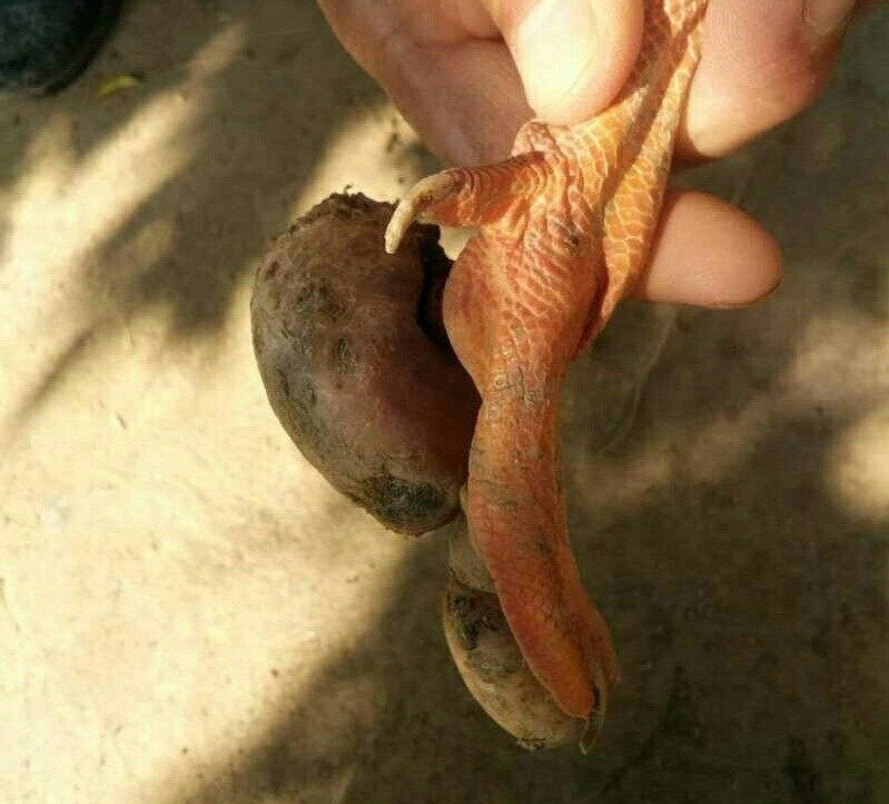 水禽養殖